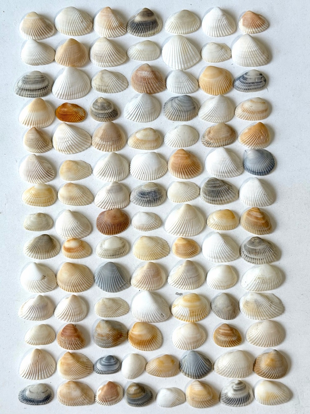 Seashells 100 Small Ark Clam Shells 1” to 1-3/8” Multi-Color Beach Decor Crafts